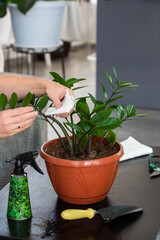 House Plant care and urban jungle garden concept. Home gardener taking care of Zamioculcas. Hands clean green leaves and spraying water on indoor house plant. Interior with a lot of plants