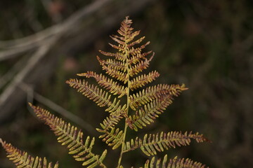 Farn Kraut in der Heide zur herbstlichen Jahreszeit