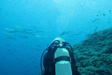 Scubadiver watching a school of barracudas