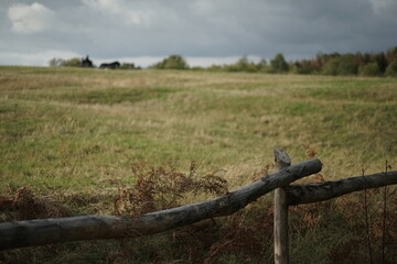 Trupbacher Heide Landschaft im Siegerland
