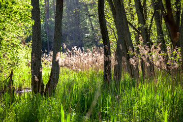 Beautiful landscape with the reeds in the forest near the river