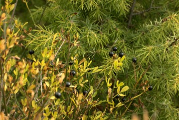 Autumn forest, shrub jasmine bush with spherical shiny black berries, mountains of the Black Sea coast, Russia, selective focus