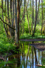 Obraz premium Trees by the stream in the green forest