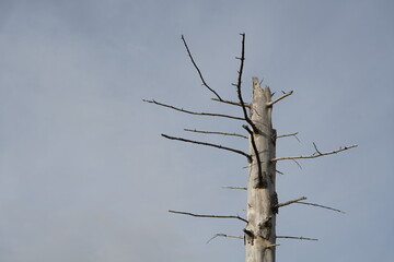 Abgestorbener Baum mit dürren Ästen