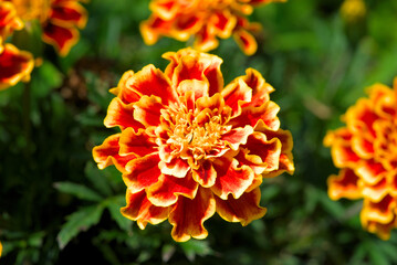 Orange marigolds on the stalk (Asteraceae)