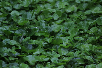Fototapeta premium top angle view of Group of green leaves or leafs on the rainy day with some rain drops on that