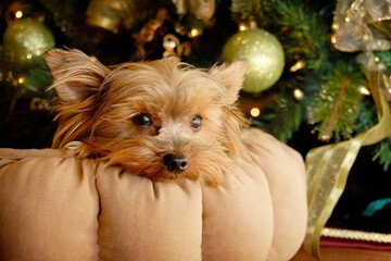 Close-up shot of a beige Yorkshire Terrier with a background of  a Christmas tree