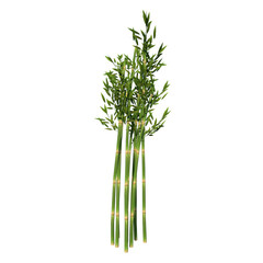 Front view of Plant ( Bamboo 1) Tree png