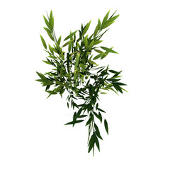 Naklejka premium Top view of Plant ( Bamboo 1) Tree png