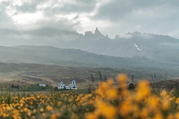 Low-angle of a farmhouse in a flower field in Iceland, foggy mountains in the background