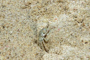 Beach crabs make nests by making holes in the sand and foraging around the beach