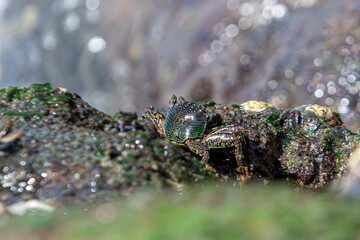 Green Crab among the Rocks looking for food that is always hit by the waves