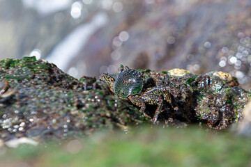 Green Crab among the Rocks looking for food that is always hit by the waves