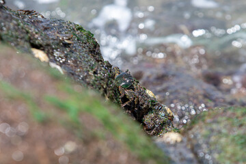 Green Crab among the Rocks looking for food that is always hit by the waves