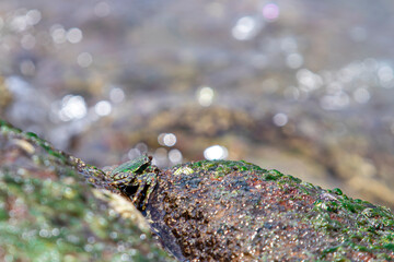 Green Crab among the Rocks looking for food that is always hit by the waves