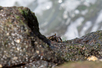Green Crab among the Rocks looking for food that is always hit by the waves