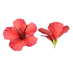 Front view of Plant Flower (Hibiscus 1) Tree png
