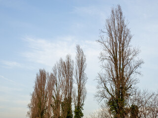 Pyramidal poplars without leaves. Fallen trees against the sky.
