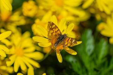 Top closeup of Vanessa carye standing on the ragwort, green, leaves blurred background