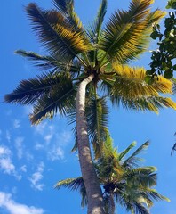 Palme in der Karibik am Meer