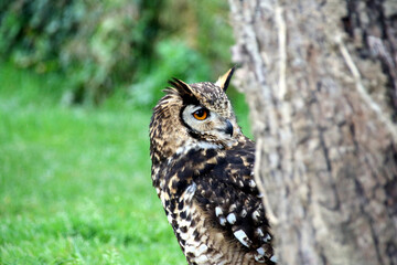 Bubo bubo - Grand-duc d'Europe