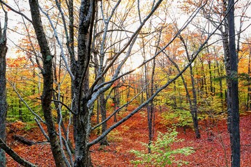 Colorful maple leaves of autumn in a forest with leafless branches and fallen foliage