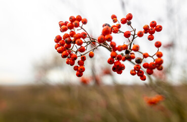 Rowanberry in Yorkshire national park, England