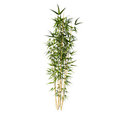 Front view of Plant (Bamboo 3) Tree png