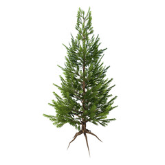 Front view of Plant (Pinus Pine 7) Tree png