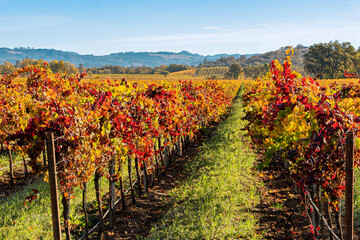  Colorful Vineyard in Autumn, Sonoma County California