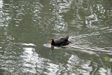 the dusky moore hen is a black water bird with an orange frontal shield and yellow on the tip of its bill