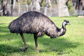 this is a side view of an Australian emu