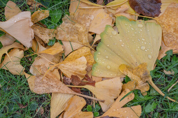 beautiful  leaves in the forest