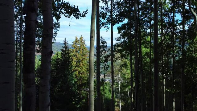 Aerial view moving Through Aspen Trees To View Mountain Village