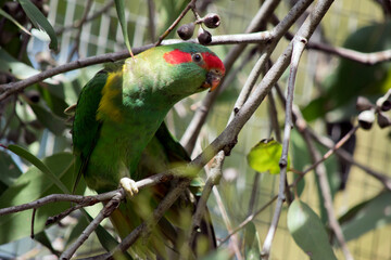 the musk lorikeet is perched on a bush