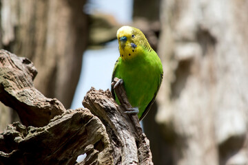the parakeet has a yellow face with a light green body and yellow and black stripes