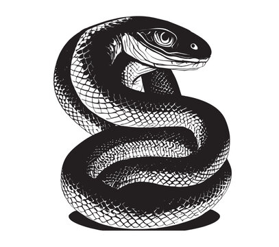 Snake black and white sketch on a white background.Vector illustration.