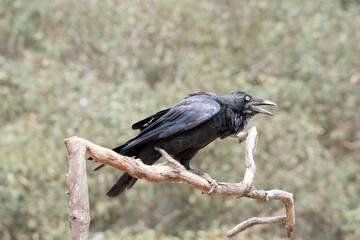 this is a side view of a black raven squawking