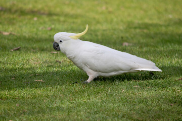 the sulphur crested cockatoo is a white bird with a yellow crest © susan flashman