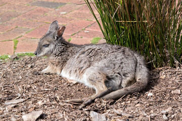 The tammar wallaby is mainly grey with a white chest and white cheek stripes
