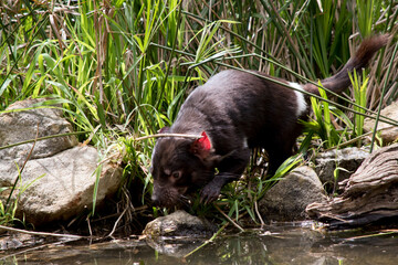 the Tasmanian devil is drinking water from a stream