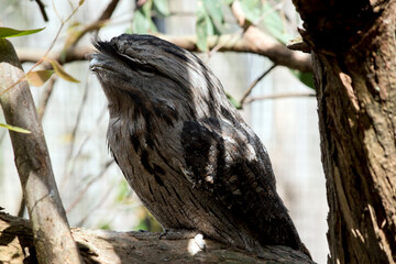 the tawny frogmouth is perched in a tree