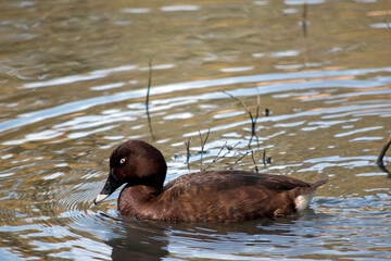 the white eyed duck has a brown body with a black beak and blue on the front of the beak and white under its tail feathers