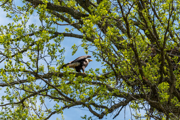 Bald Eagle In A Tree Near Her Nest In Spring