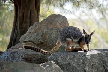 the yellow footed rock wallaby is standing on top  rocks