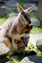 the mother yellow footed rock wallaby is eating a carrot while the joey looks from her pouch