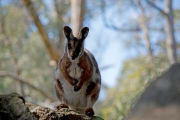 the yellow footed rock wallaby has a grey body with white chest and tan on its face and arms
