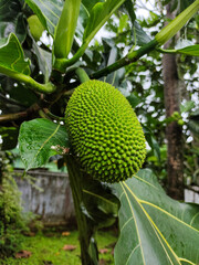 A breadfruit (Artocarpus altilis) hanging on the tree. Tropical fruit also known as 
