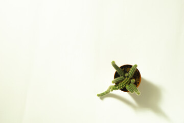 succulent plants