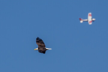 eagle in flight